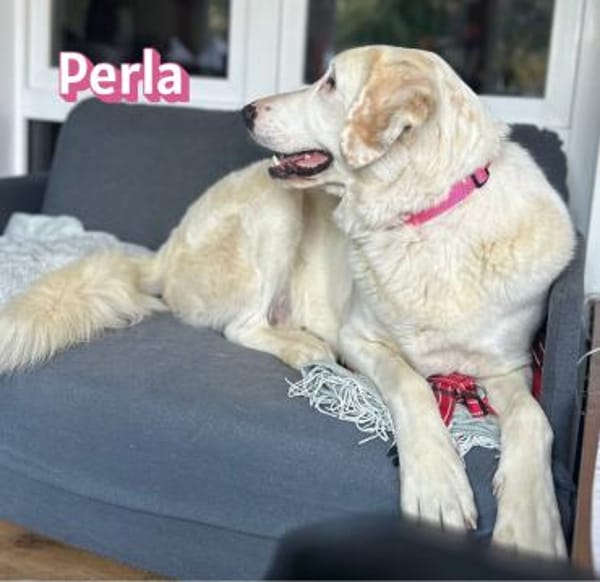 Perla - sanftmütig und aktiv