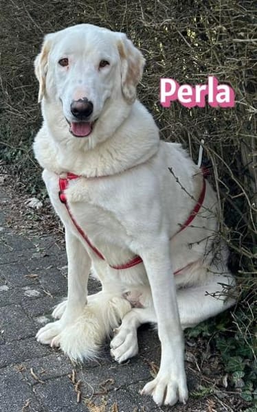 Perla - sanftmütig und aktiv