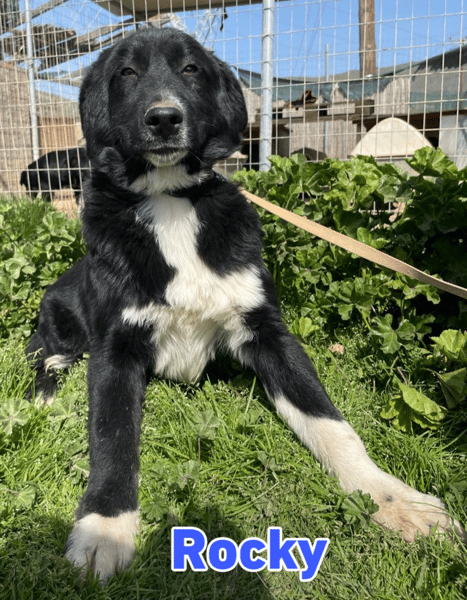 Rocky - freundlich und menschenbezogen