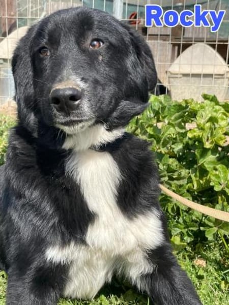 Rocky - freundlich und menschenbezogen