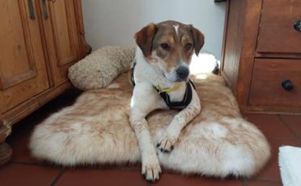 Sia sucht Menschen mit Hundeverstand