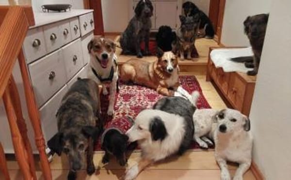 Sia sucht Menschen mit Hundeverstand