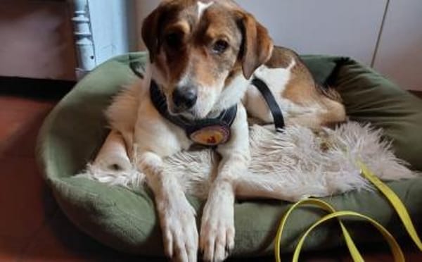 Sia sucht Menschen mit Hundeverstand