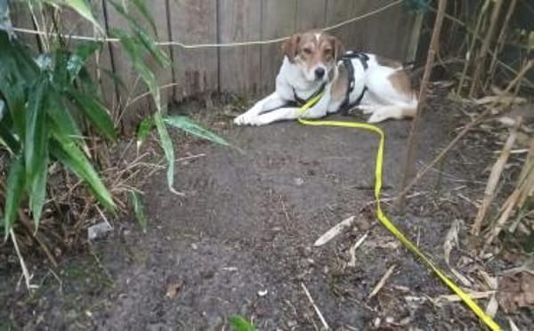 Sia sucht Menschen mit Hundeverstand