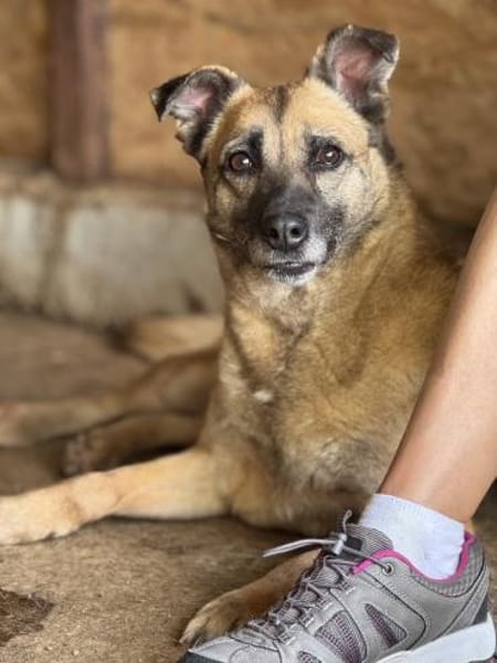 Rose sucht ihre Menschen 🐾