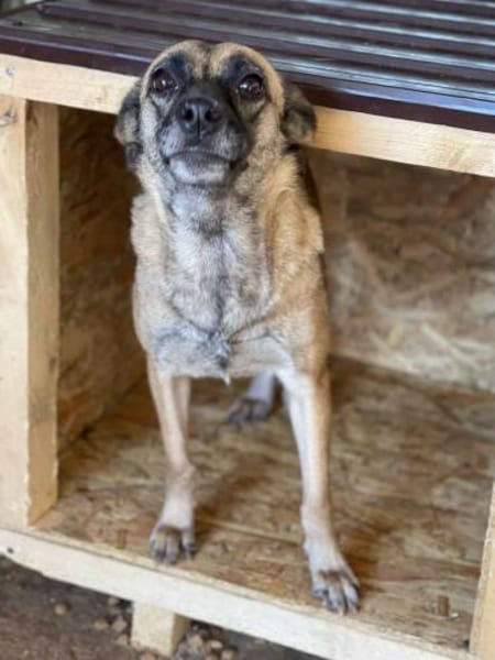 Rose sucht ihre Menschen 🐾