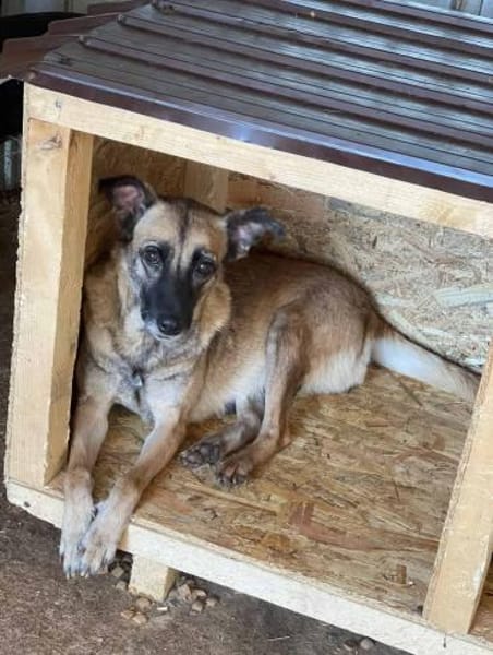 Rose sucht ihre Menschen 🐾