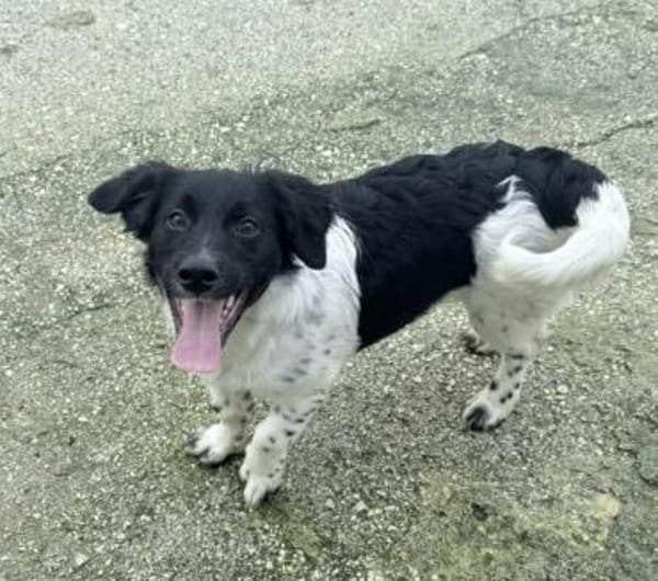 Anton Kokonimix Rüde 8 Monate in 41751