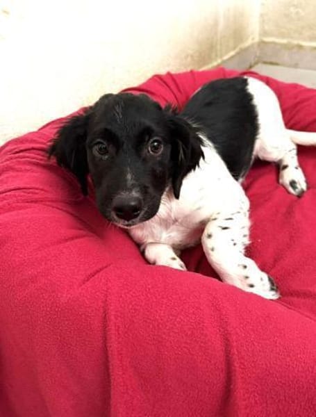 Anton Kokonimix Rüde 8 Monate in 41751