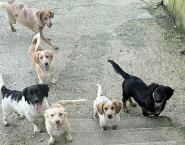 Anton Kokonimix Rüde 8 Monate in 41751