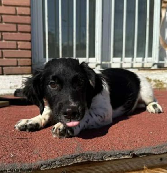 Anton Kokonimix Rüde 8 Monate in 41751