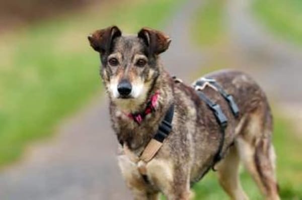 BRENDY -Lieb, anhänglich & ruhig-