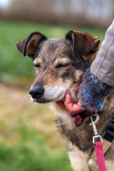 BRENDY -Lieb, anhänglich & ruhig-
