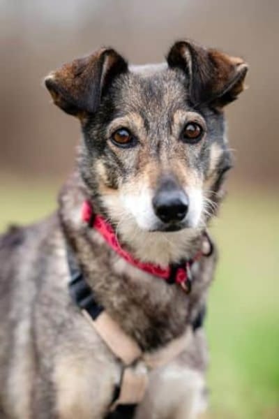 BRENDY -Lieb, anhänglich & ruhig-