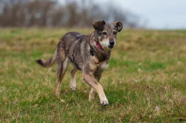 BRENDY -Lieb, anhänglich & ruhig-