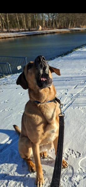 💙Molly - lieb, aktiv, verträglich💙