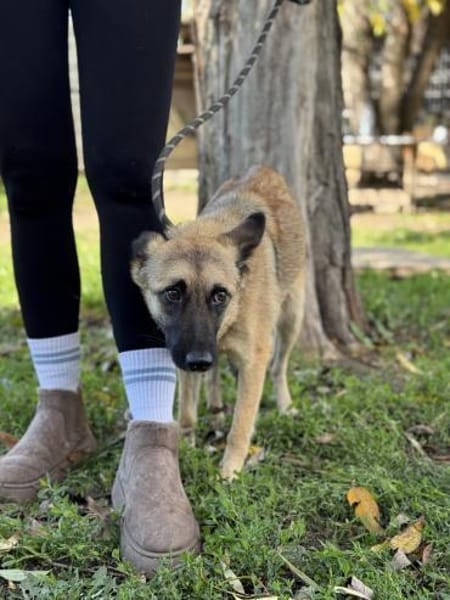 Gibst du Rose ein Zuhause?