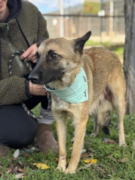 Gibst du Rose ein Zuhause?