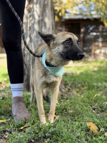 Gibst du Rose ein Zuhause?