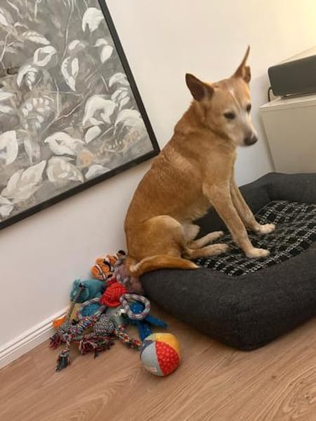 Joe Angel, ein absoluter Schatz mit Herz