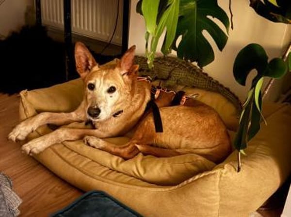 Joe Angel, ein absoluter Schatz mit Herz