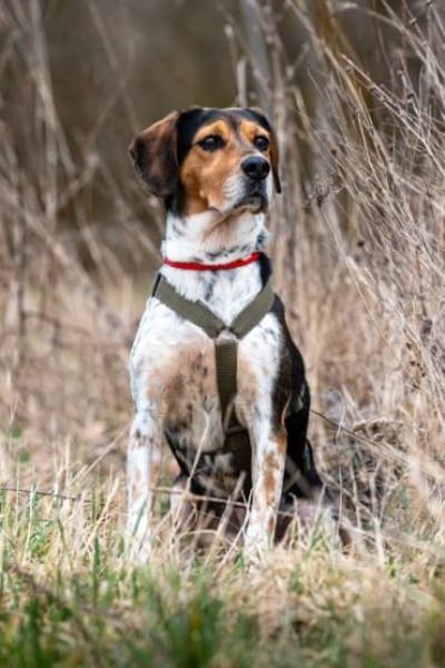 YUKINA -fröhlicher Familienhund-