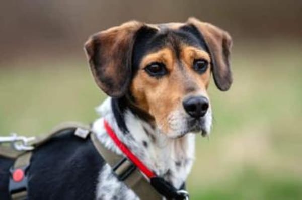 YUKINA -fröhlicher Familienhund-