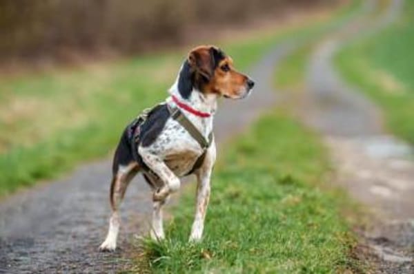 YUKINA -fröhlicher Familienhund-