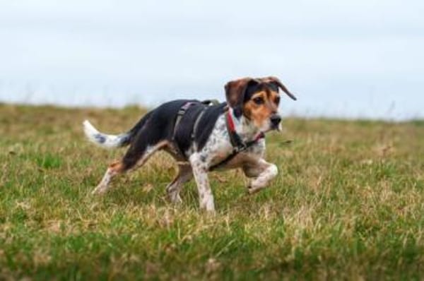 YUKINA -fröhlicher Familienhund-