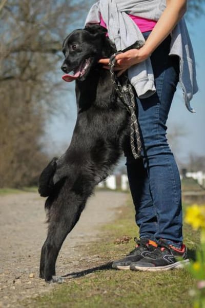 Tibike Mix Rüde ca1,5 Jahre alt in 72587