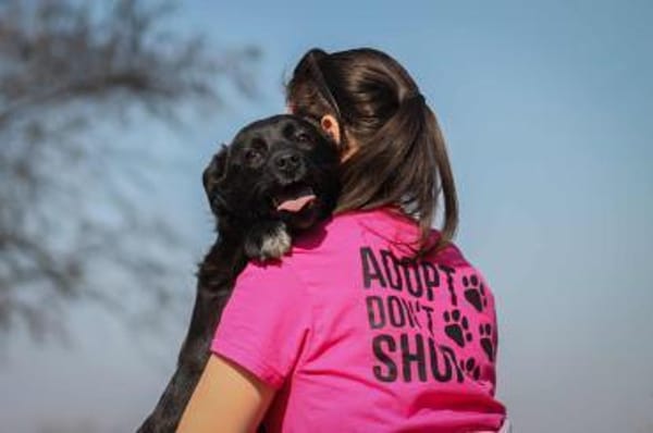 Tibike Mix Rüde ca1,5 Jahre alt in 72587