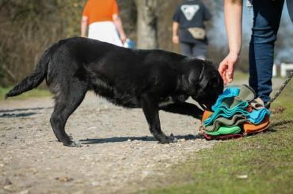 Tibike Mix Rüde ca1,5 Jahre alt in 72587