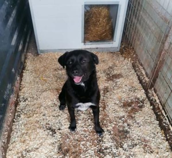 Tibike Mix Rüde ca1,5 Jahre alt in 72587