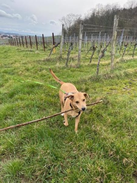 Ida sucht ein liebevolles Zuhause