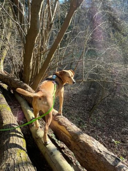 Ida sucht ein liebevolles Zuhause