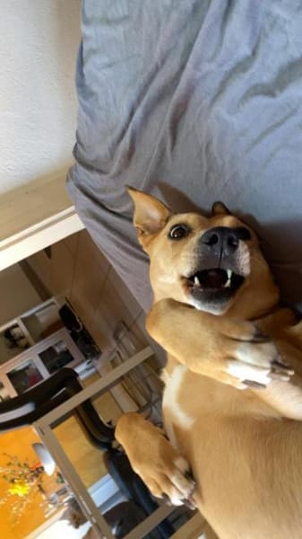 Ida sucht ein liebevolles Zuhause