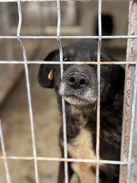 Unkomplizierter Keks ist ein Goldschatz