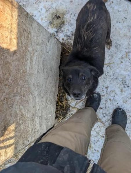 Unkomplizierter Keks ist ein Goldschatz