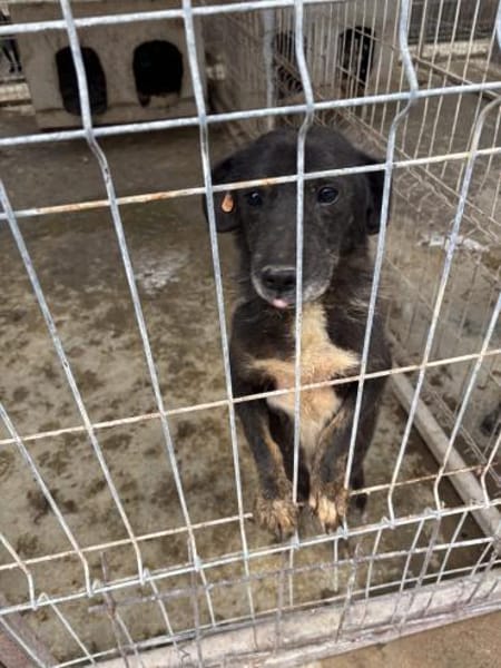 Unkomplizierter Keks ist ein Goldschatz