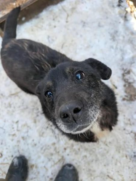 Unkomplizierter Keks ist ein Goldschatz