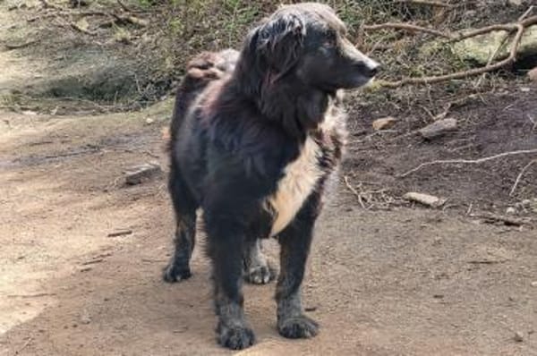 Naomi - wartet in 69469 Weinheim