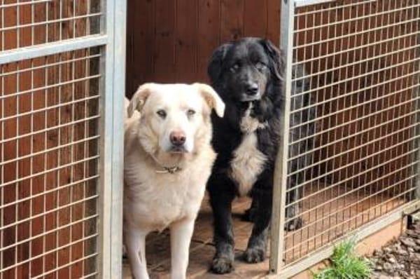 Naomi - wartet in 69469 Weinheim