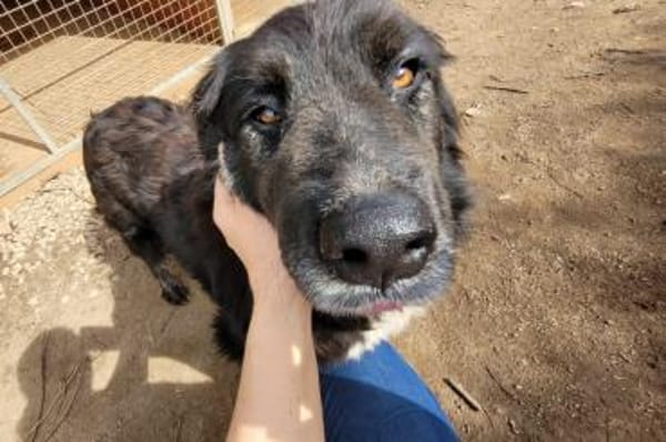 Naomi - wartet in 69469 Weinheim