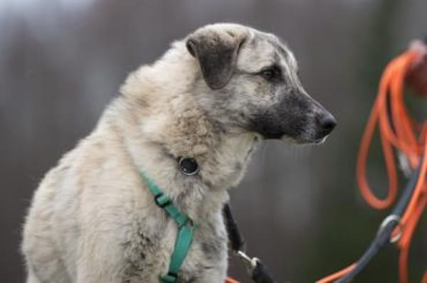 SURO - der Vorsichtige