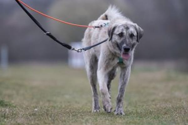 SURO - der Vorsichtige