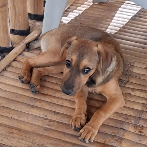 VERA, chiot femelle Berger Créole