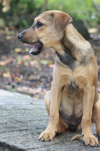 VERA, chiot femelle Berger Créole