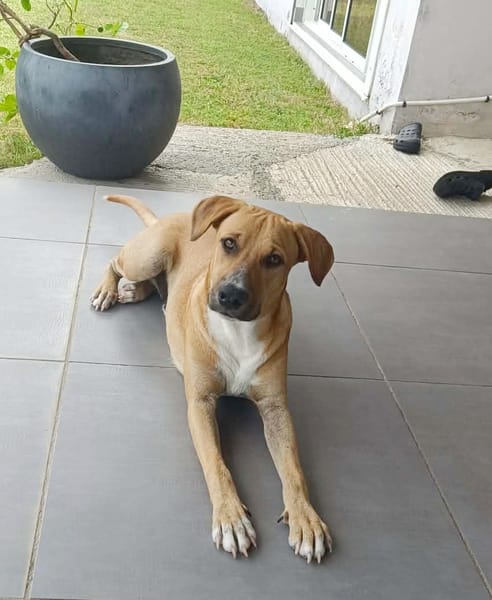 ATCHI, Mâle junior Berger Créole