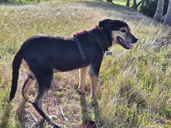BOLT,  Chien adulte Berger Créole
