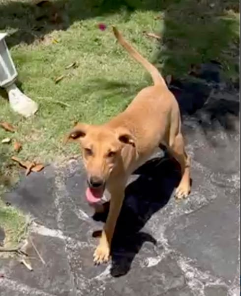 SUZY, chiot femelle Berger Créole